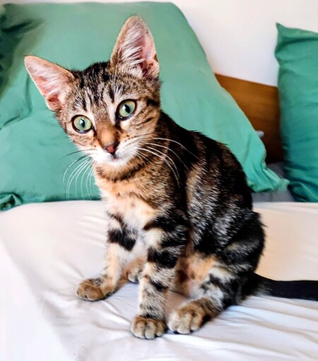 Adopter Lilou
