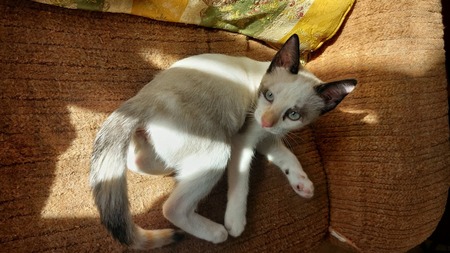 Adopter Madalena  