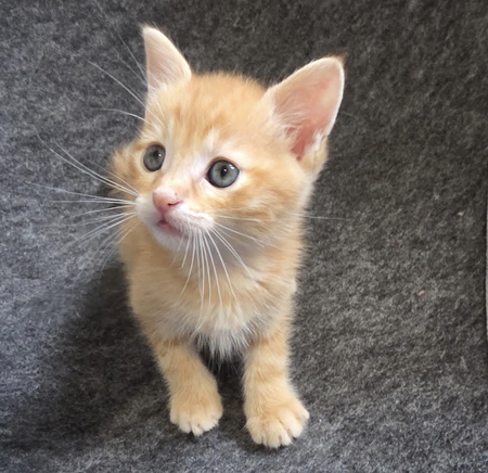 Adopter MIEL 
