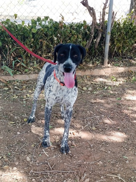 Adopter Apolo