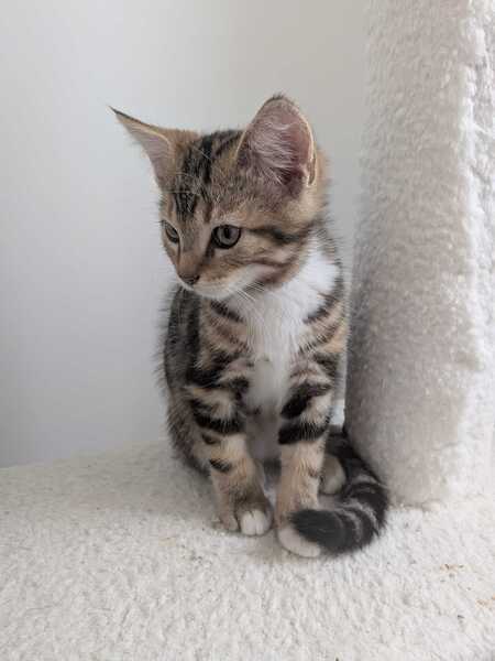 Adopter Bubsy