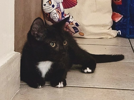 Adopter Bellatrix