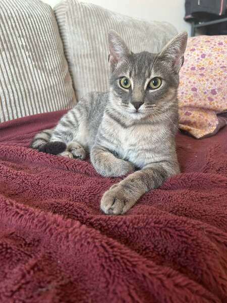 Adopter Malo