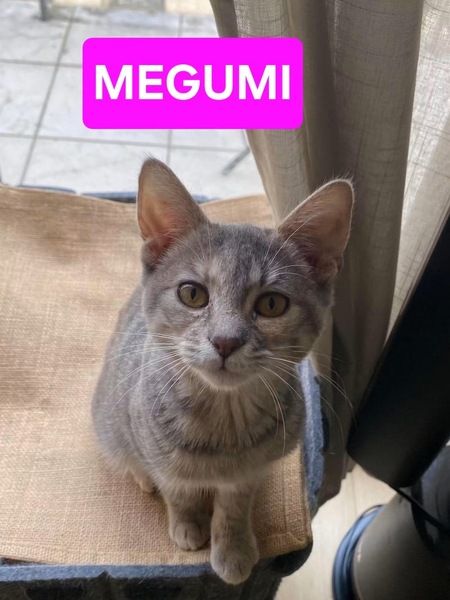 Adopter Yuji et Megumi Duo