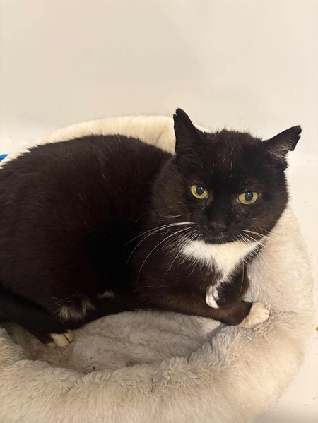 Adopter FRUHLING