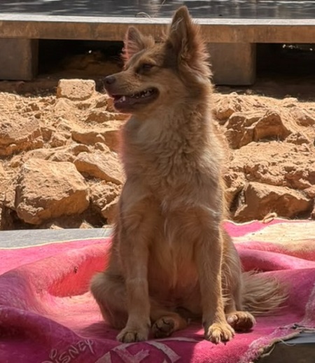 Adopter Olive