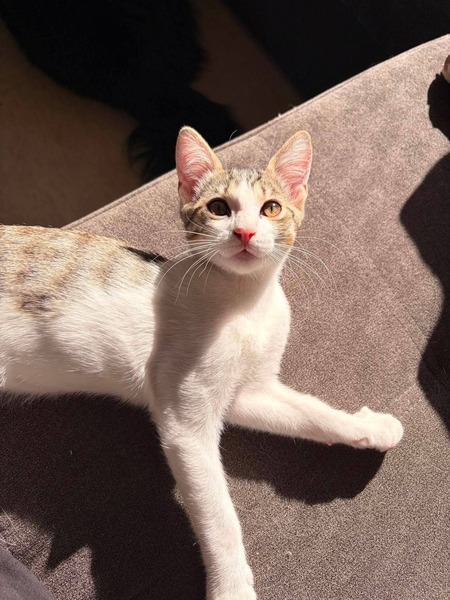 Adopter Tigrou