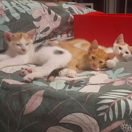 Adopter Barney 