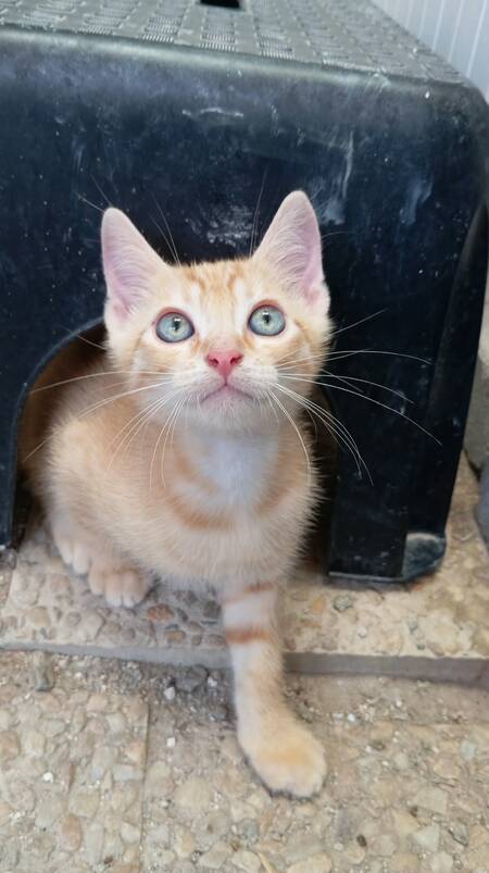 Adopter Jupiter