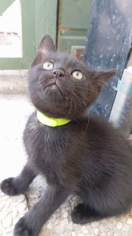 Adopter BETTY