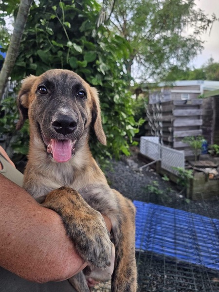 Adopter Amael