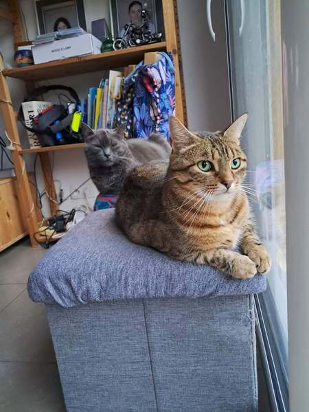 Adopter Romeo