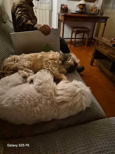 Adopter Maya et Bella