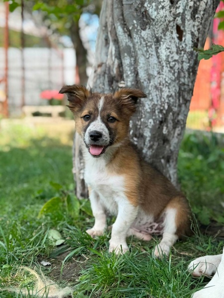 Adopter SOARE