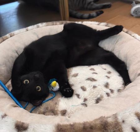 Adopter Ritaline