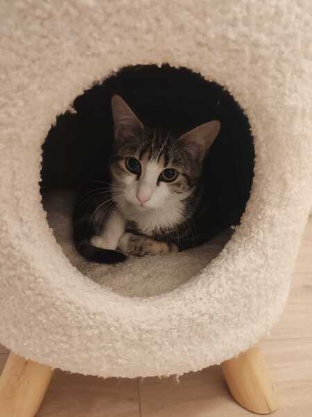 Adopter Boulette