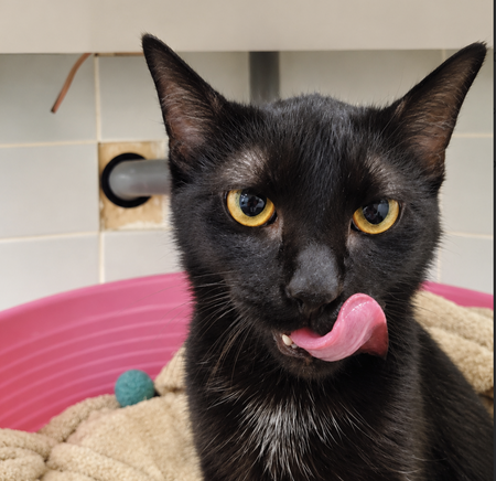 Adopter Boo