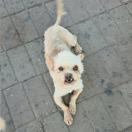 Adopter FIGO