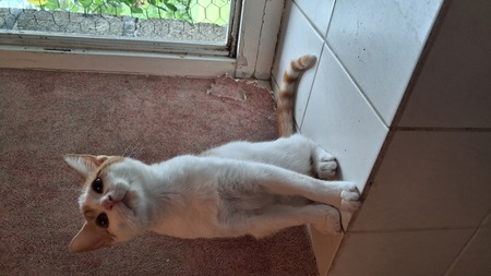 Adopter Tilia