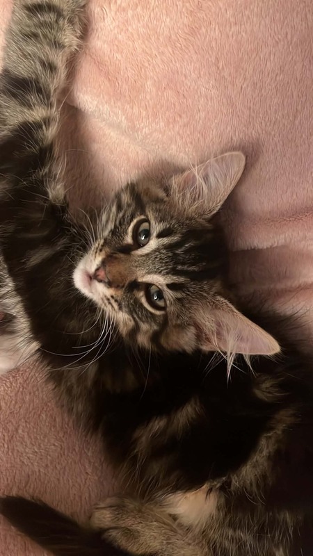 Adopter Yuzu