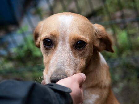 Adopter Giulia