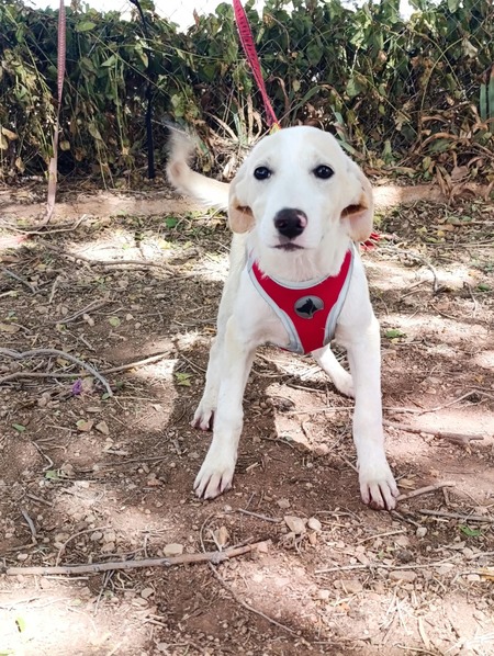 Adopter Stella