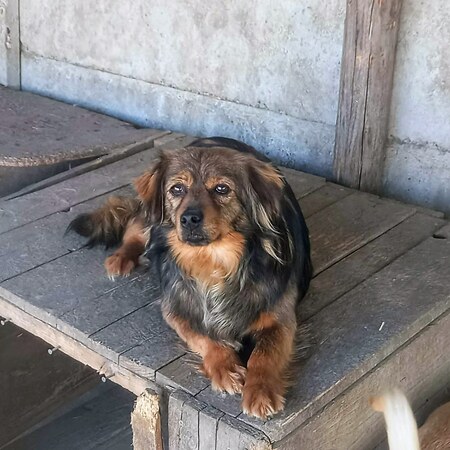 Adopter Enza