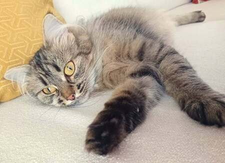 Adopter Tilie