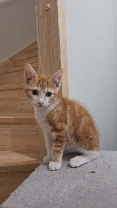 Adopter Minitac