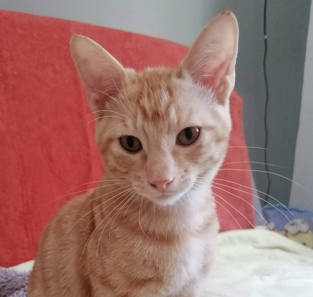 Adopter SAVANNAH