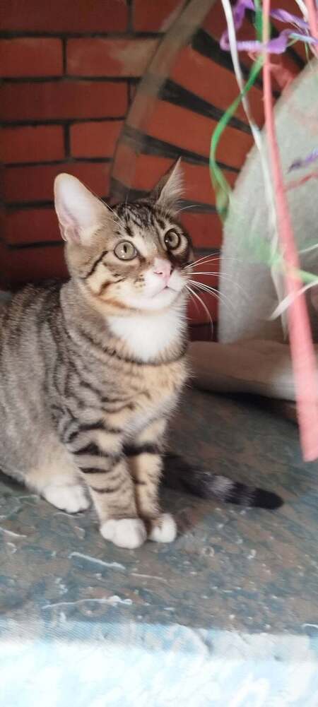 Adopter BUBBLE