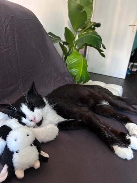 Adopter Timothée