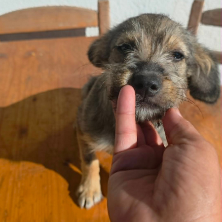 Adopter MICU