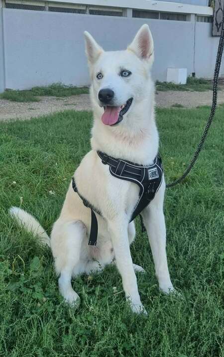Adopter Atlas