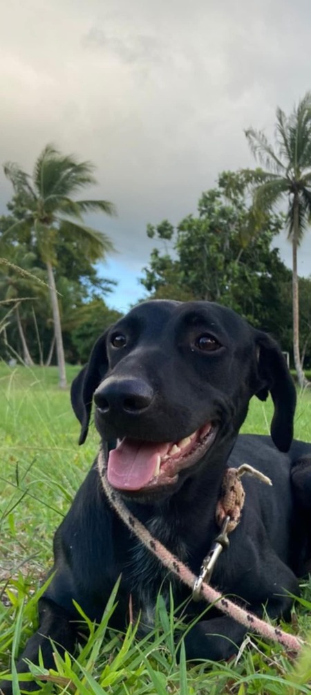 Adopter NEMO