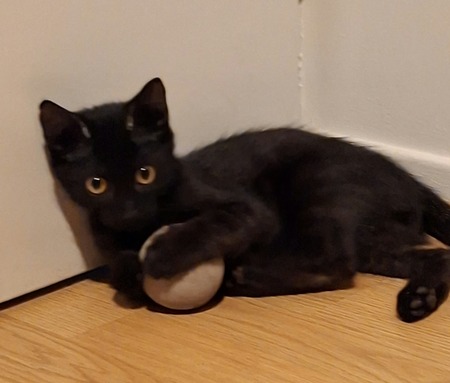 Adopter Maxou