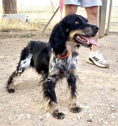 Adopter Kora 