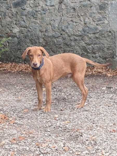 Adopter Blue