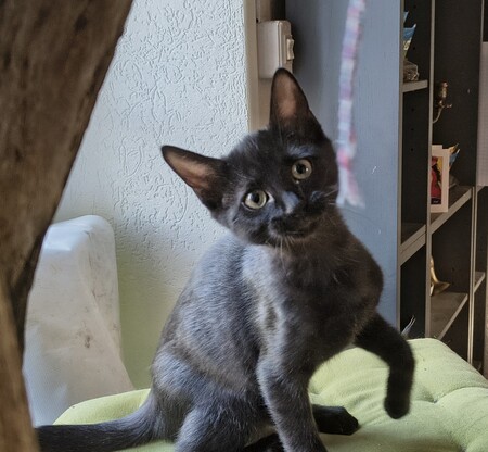 Adopter Beauté