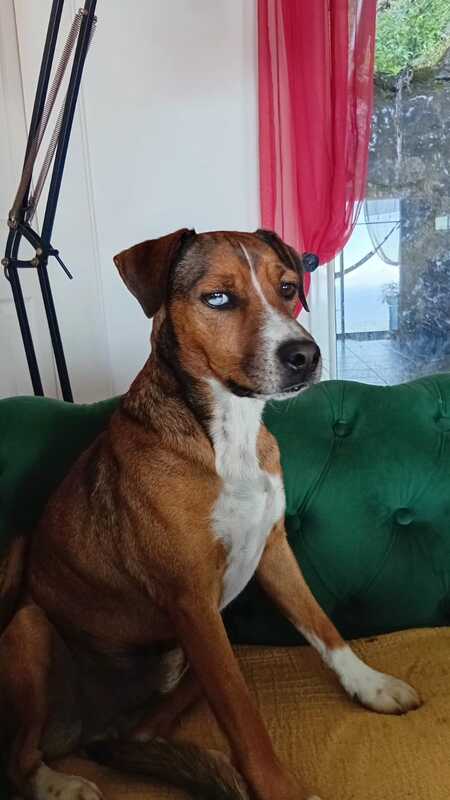 Adopter Stiew