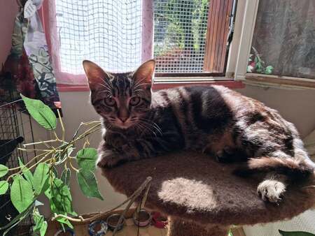 Adopter Birdy