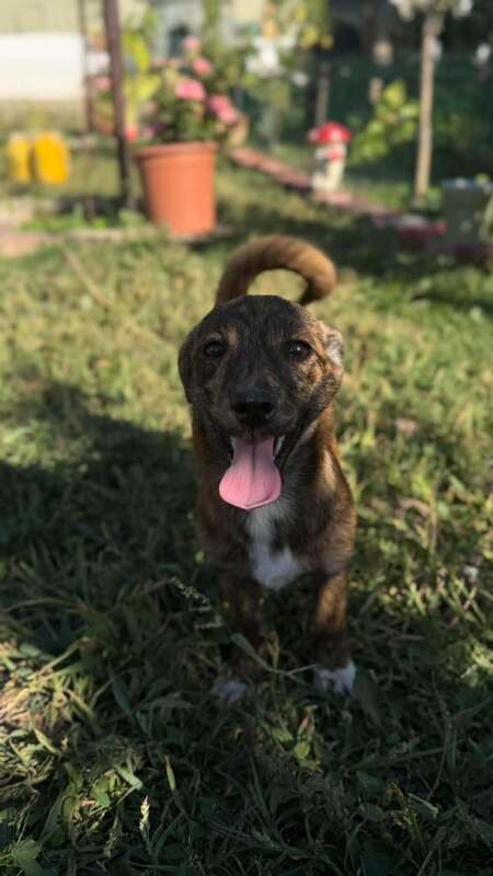 Adopter Rainbow