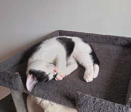Adopter Jupiter