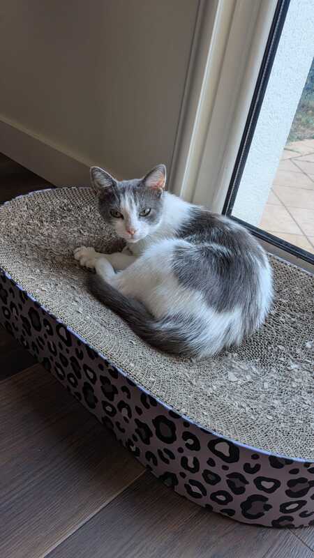 Adopter Friponne
