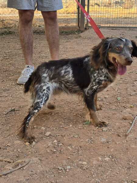 Adopter Cari