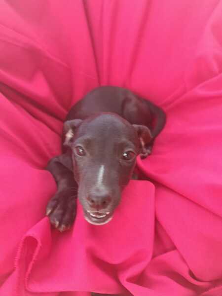 Adopter Nyx