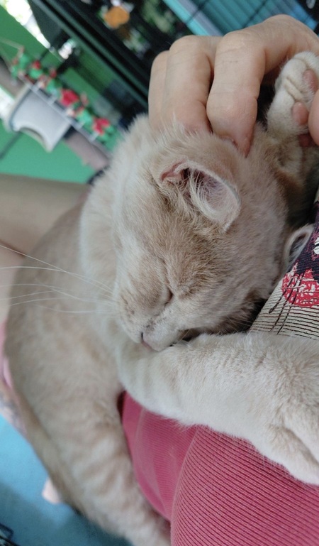 Adopter Mio