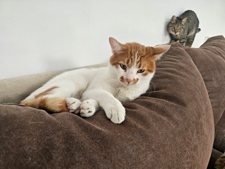Adopter Taco