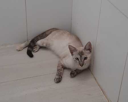 Adopter Luna