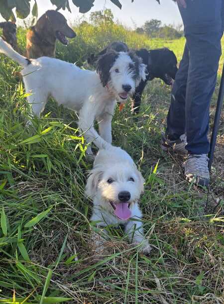 Adopter Nua